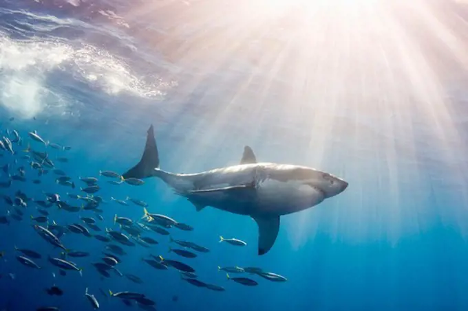 Great White Shark Followed by Schooling Fish