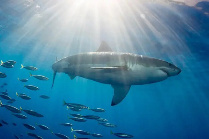 Great White Shark Followed by Schooling Fish