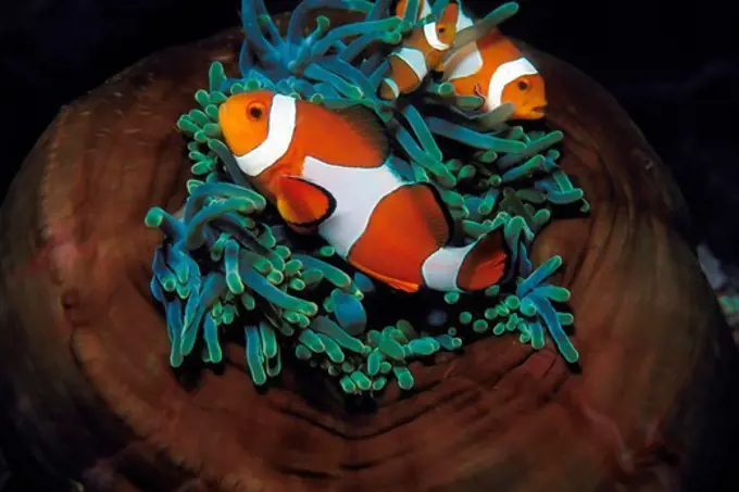 Family of Clownfish Frolic in Host Anemone