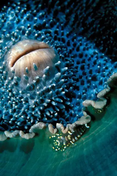 Shrimp Gathered Around the Mouth of a Corallimorpharian