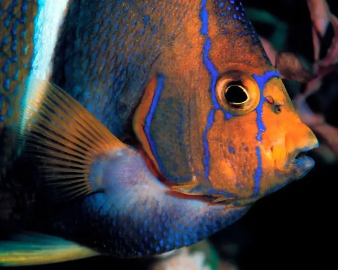 King Angelfish