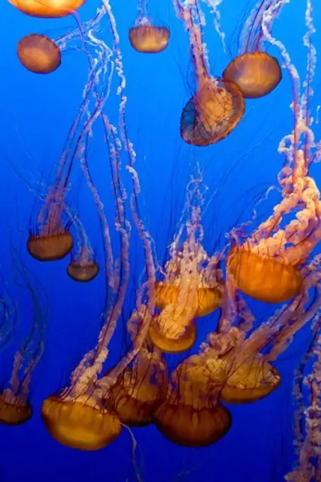 Sea Nettles