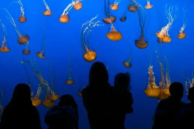 Sea Nettles