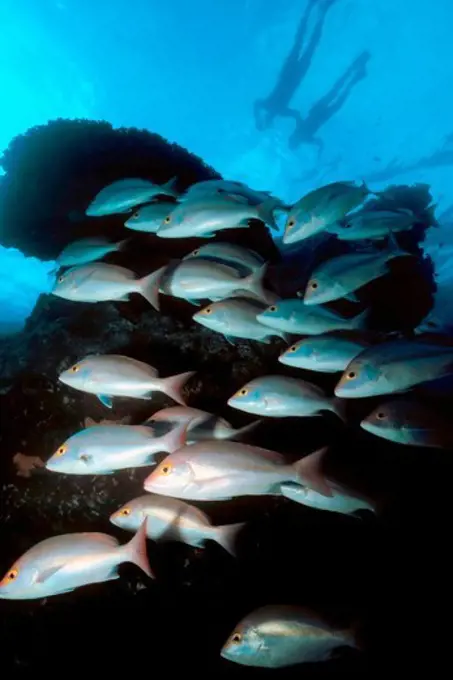 School of Snappers with Snorkelers