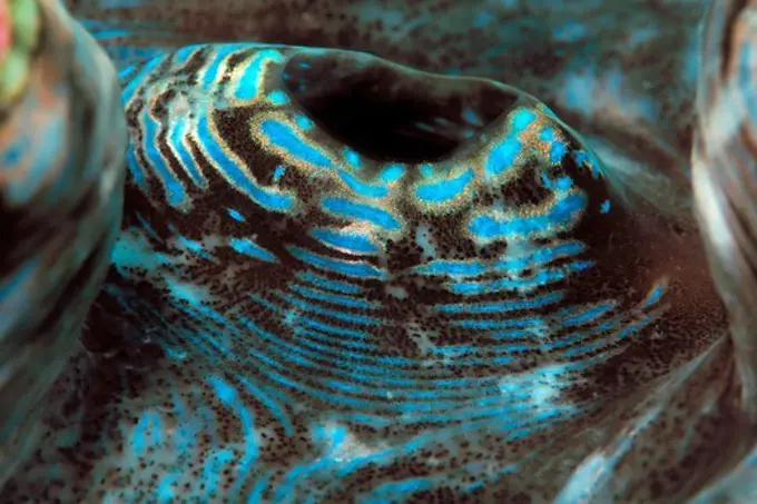 Mantle of the Giant Tridacna Clam