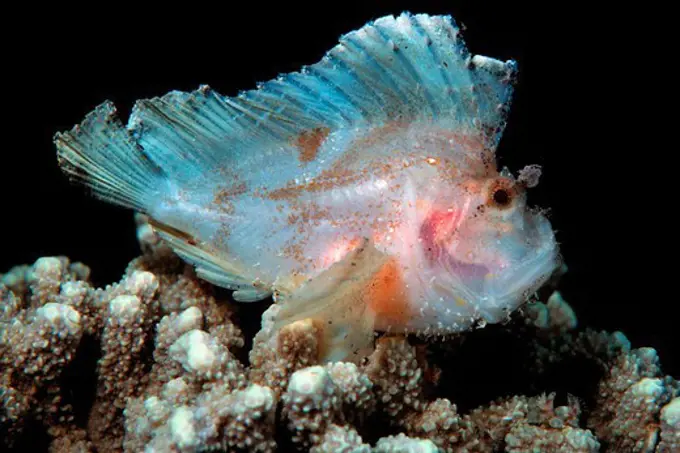 Scorpion Leaf Fish