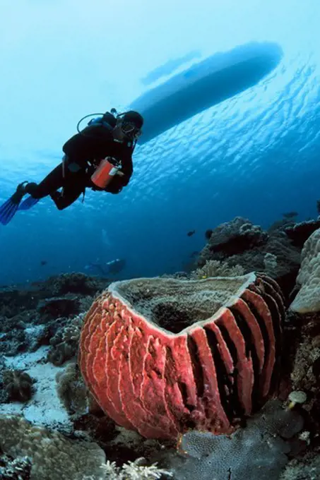 Giant Barrel Sponge