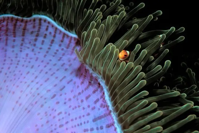 Juvenile Pink Anemonefish