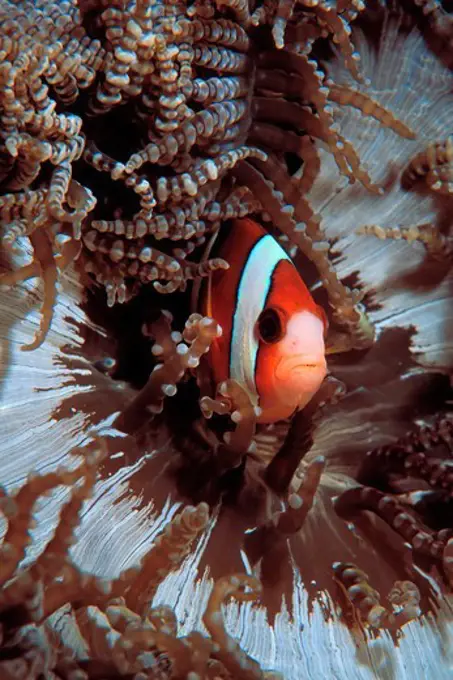 Anemonefish