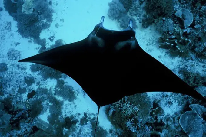 Manta Ray