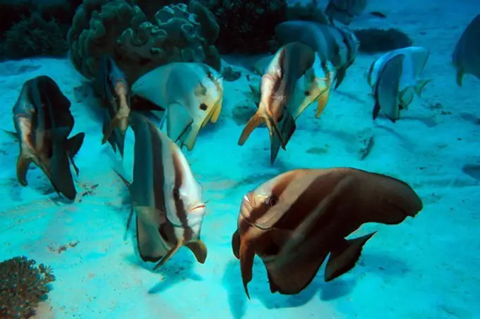 Batfish Dancing