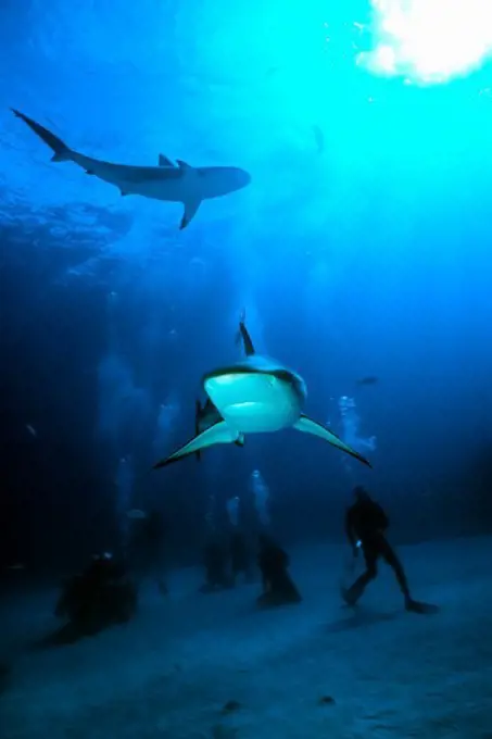 Caribbean Reef Shark