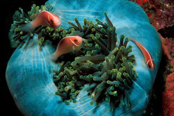 Family of Pink Anemonefish