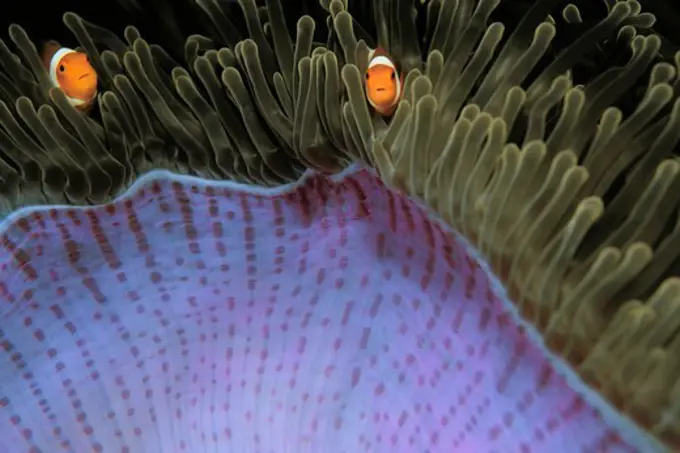 Clownfish in Anemone