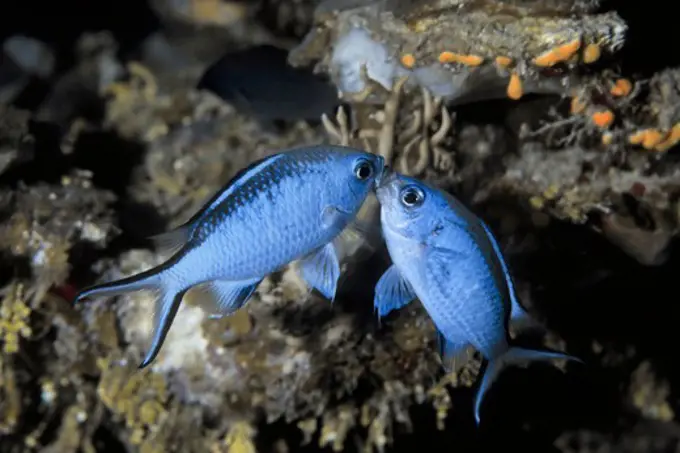 Blue Chromis Fighting