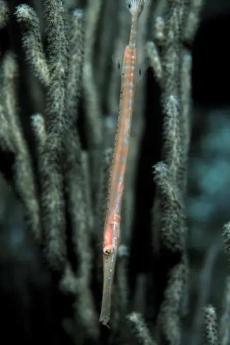 Trumpetfish