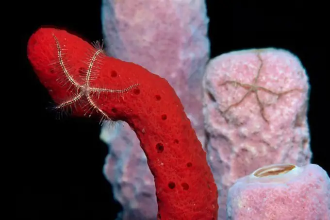 Brittle Stars Climbing on Rope Sponges