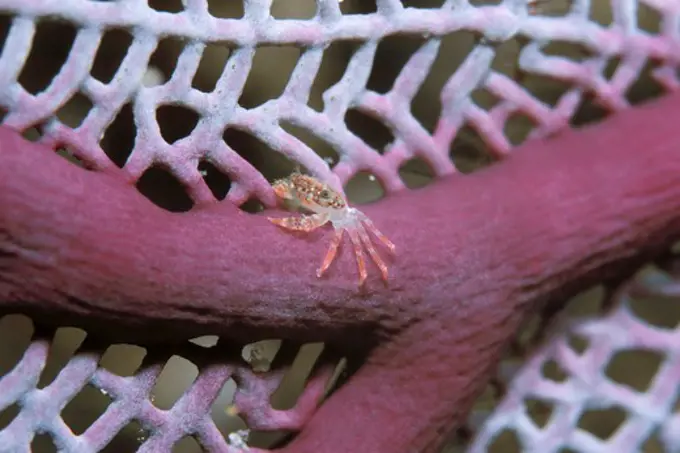 Tiny Juvenile Clinging Crab