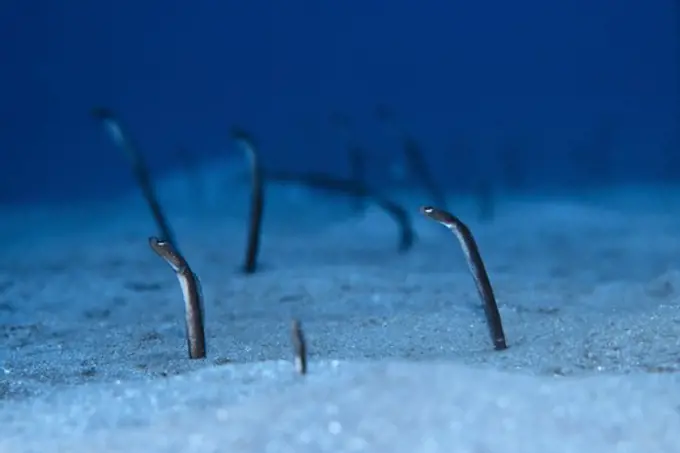 Garden Eels