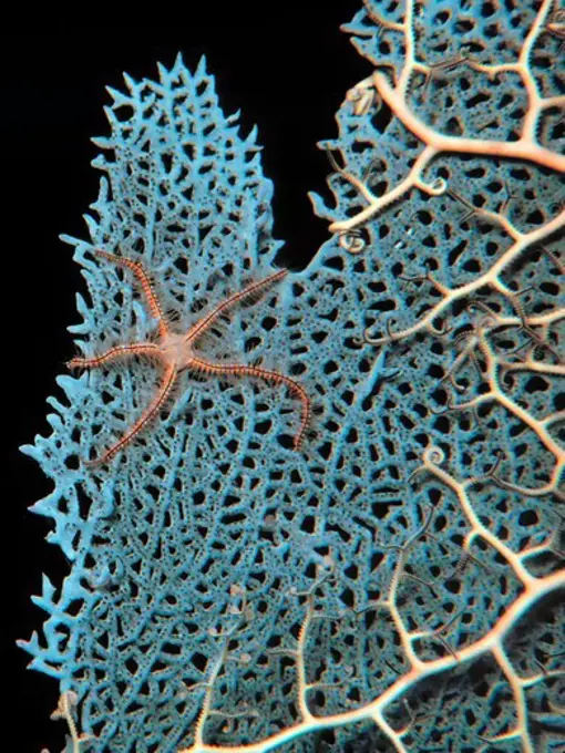 Brittle Star on Sea Fan