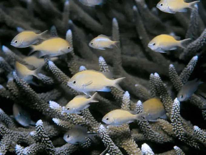 Damselfish in Staghorn Coral