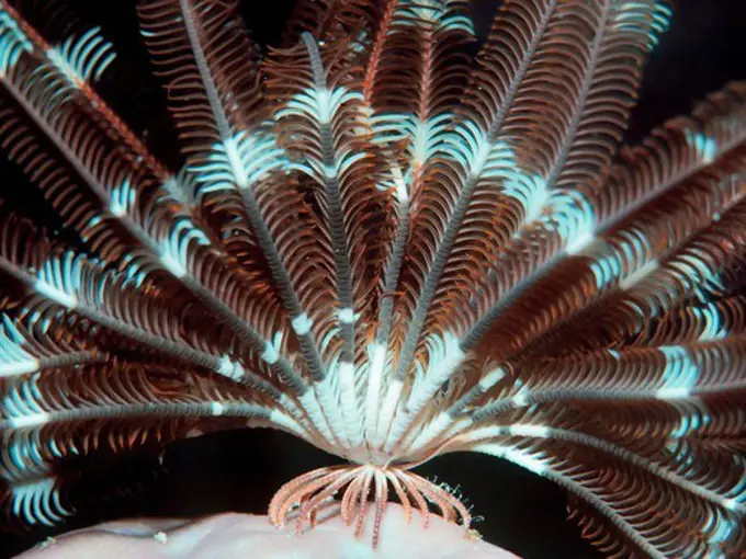 Arms of a Crinoid