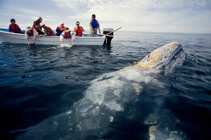 People Watching Gray Whale