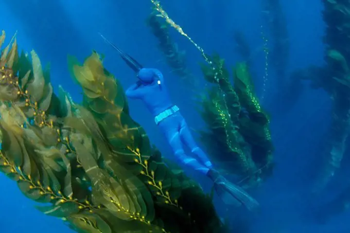 Blue Water Hunter in Kelp