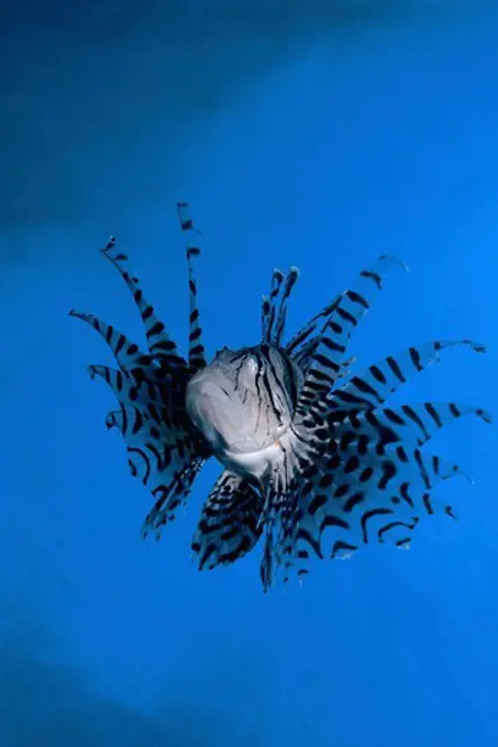 Lionfish