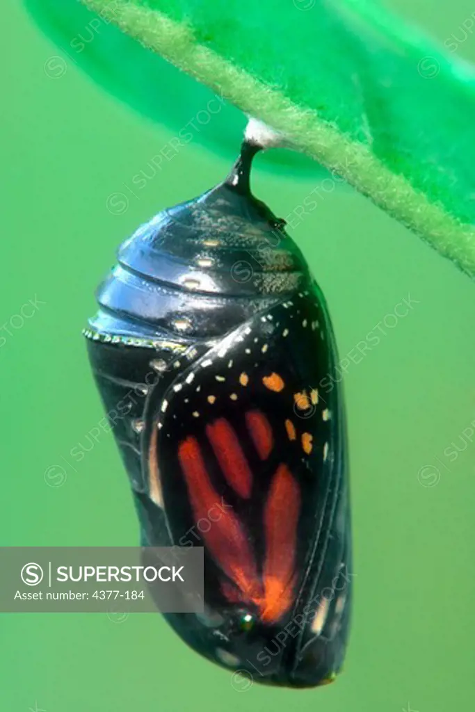 Monarch Butterfly Chrysalis