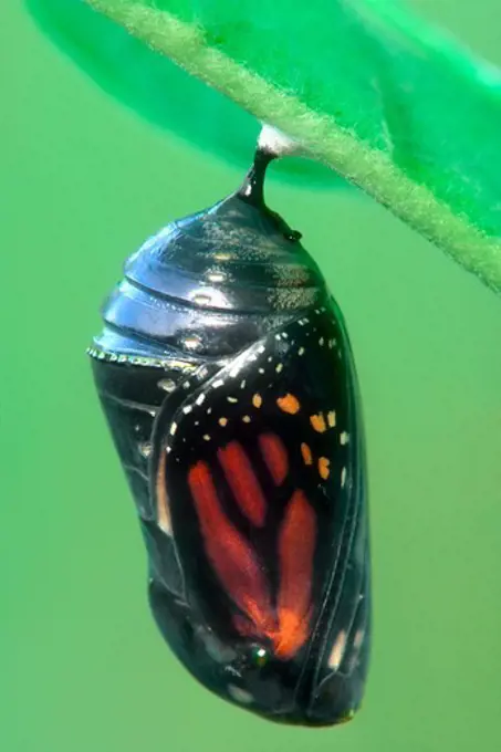 Monarch Butterfly Chrysalis