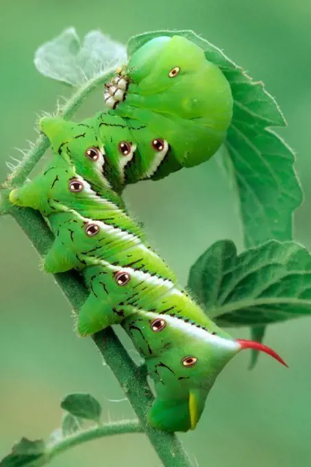 Tobacco Hornworm