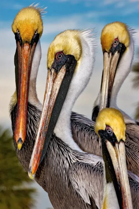 Portrait of four adult Brown Pelicans, looking very serious.