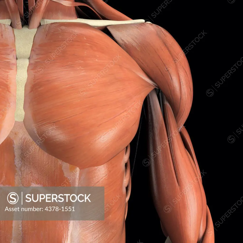 Anatomical model showing the deltoid muscles.