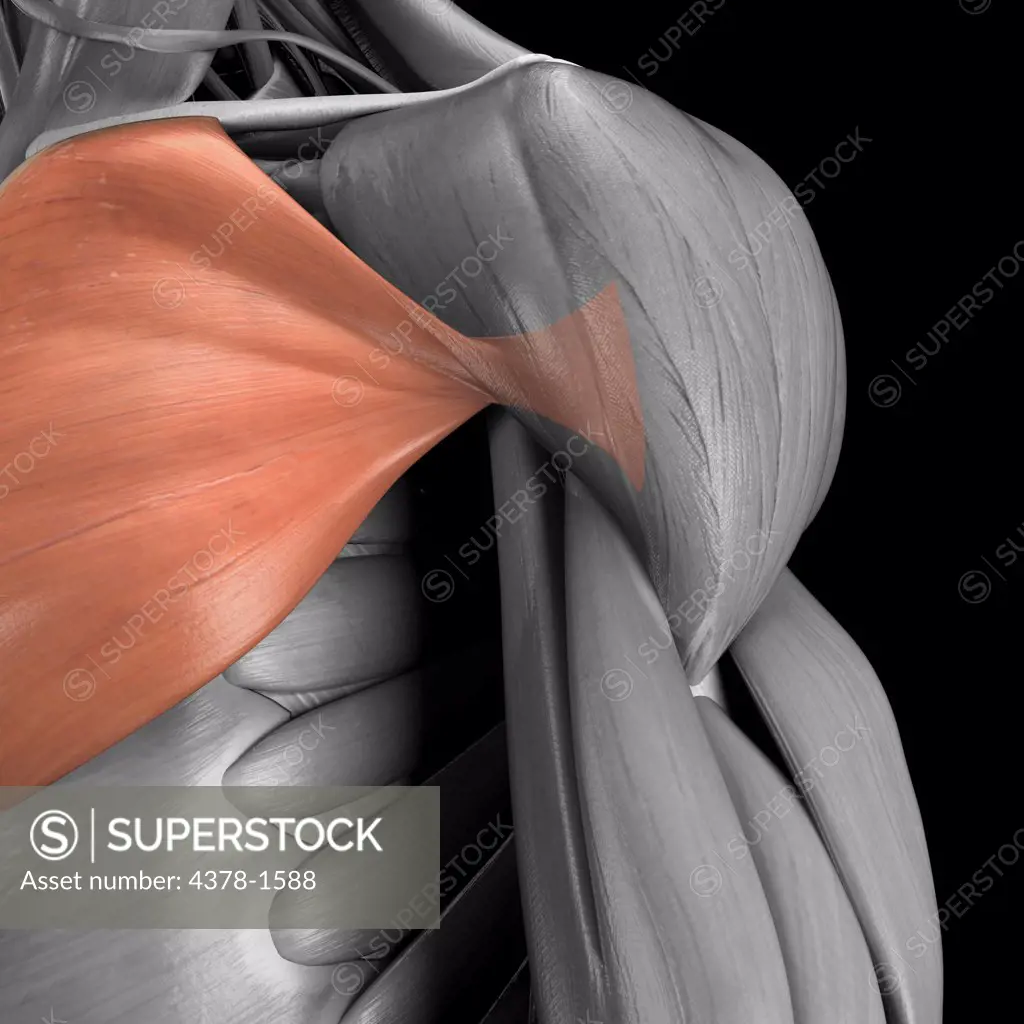 A human model showing the pectoralis major muscle.