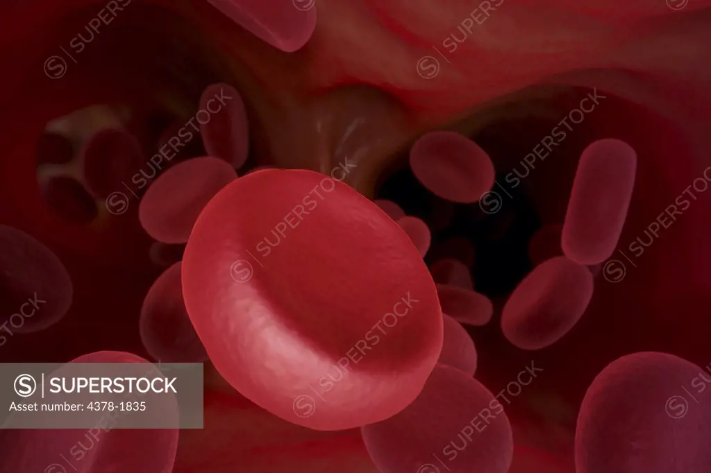 Group of red blood cells circulating in the bloodstream.