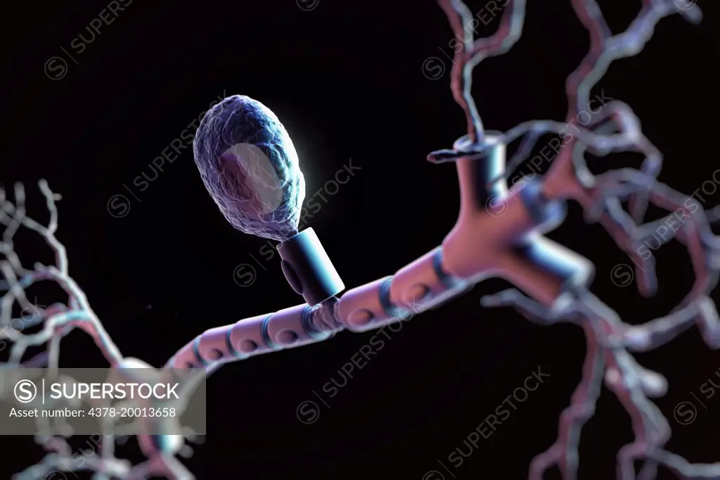 Unipolar Neuron