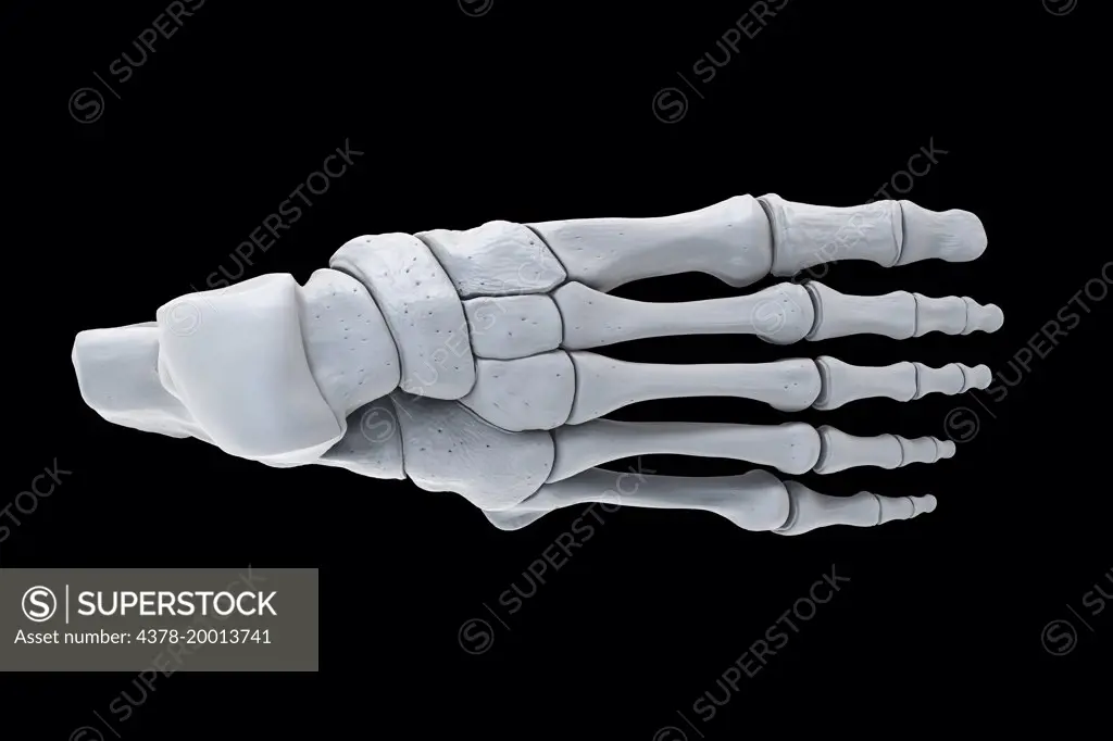 Foot Bones