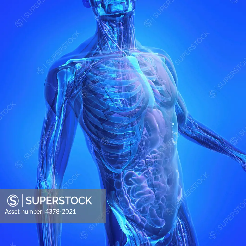 A human model showing internal anatomy.