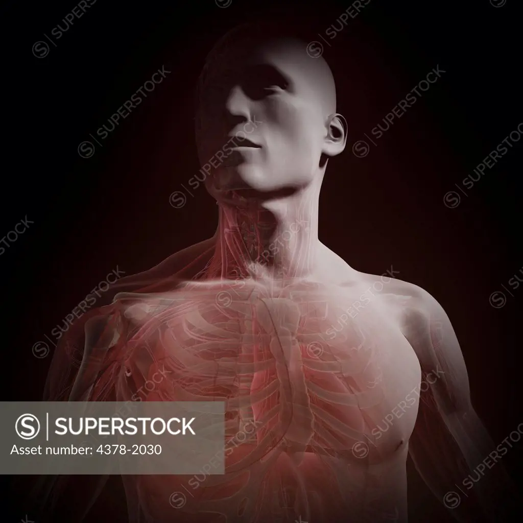 A human model showing internal anatomy.