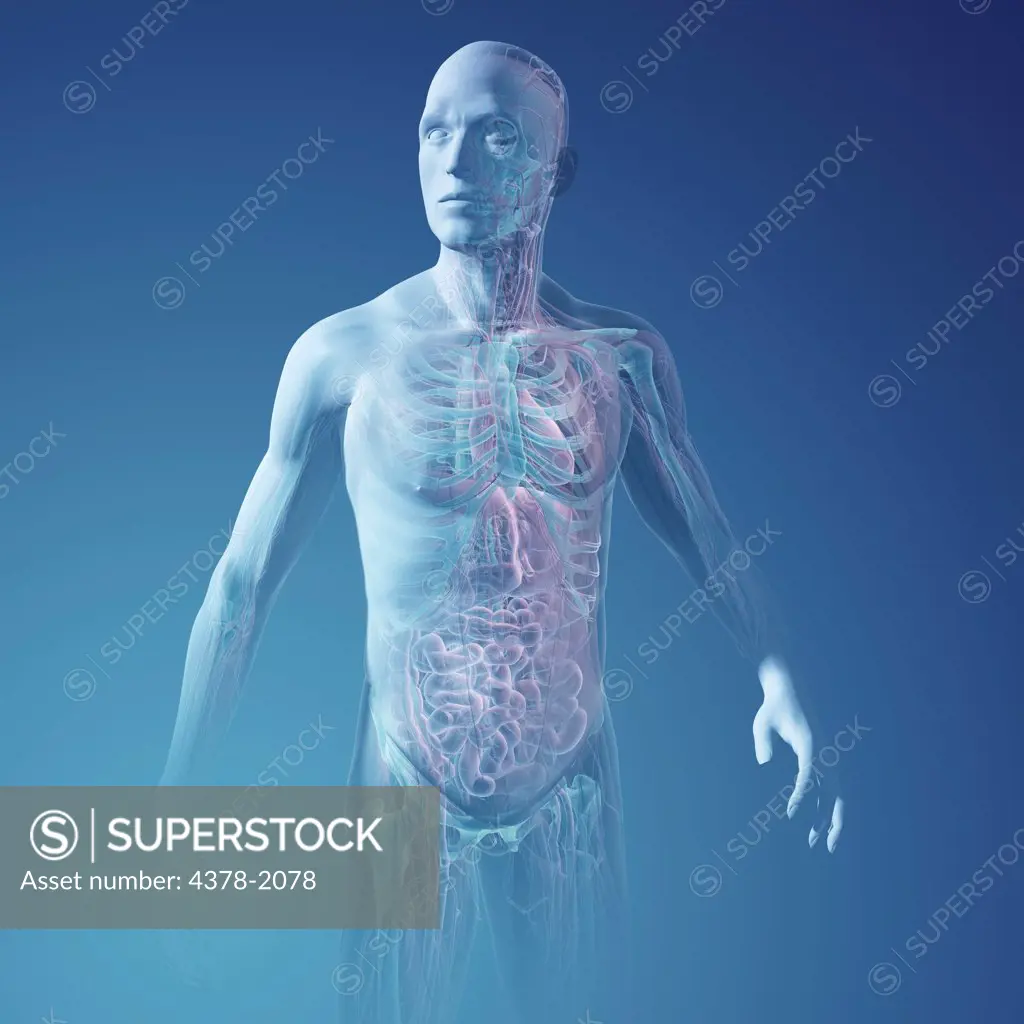 A human model showing internal anatomy.