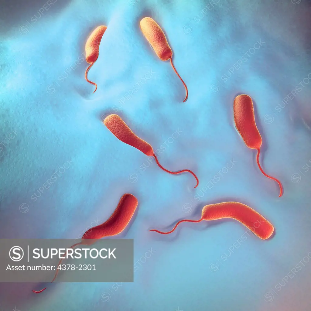 Group of vibrio cholerae bacteria which causes cholera.