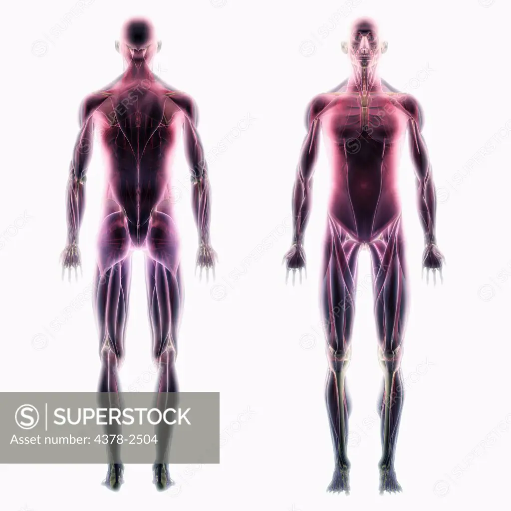 Anatomical model showing dorsal and ventral views of the human muscle system.