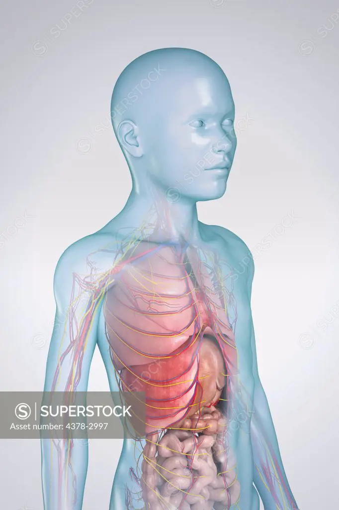 Digital illustration of a pre-adolescent male child showing the structure of the internal organs.