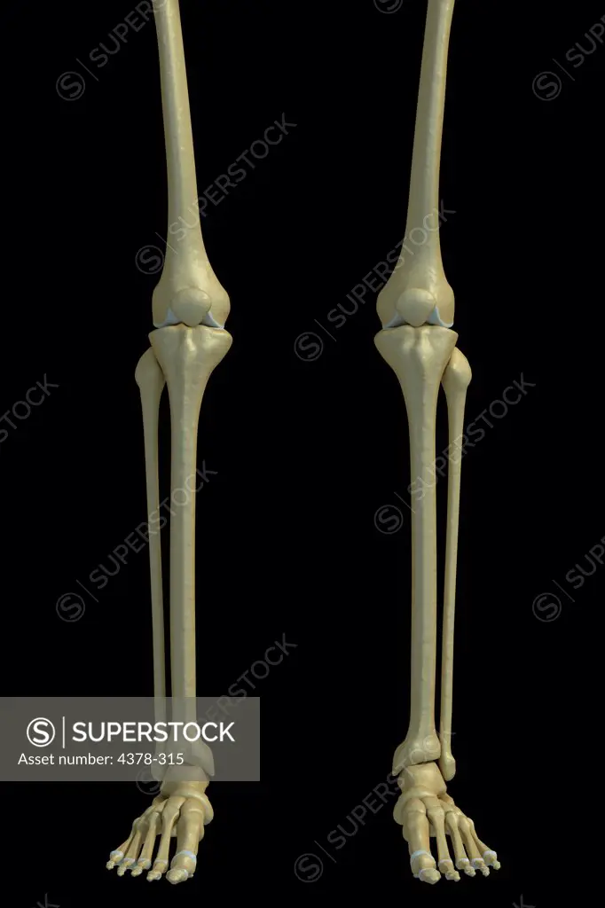 Front view of the bones of the legs, knee joints, ankle joints and feet.