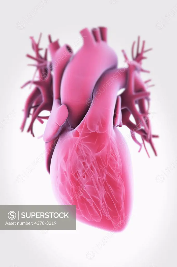 A transparent human heart with internal anatomy visible.