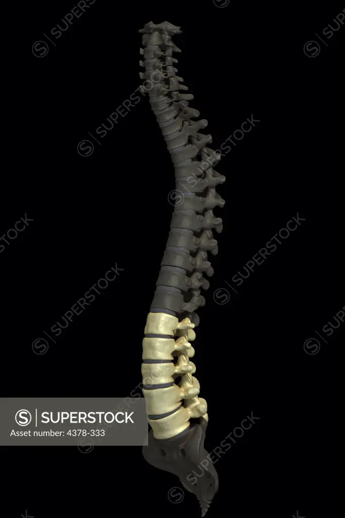 Three-quarter view of the human spinal column or spine. The lumbar vertebrae are highlighted.