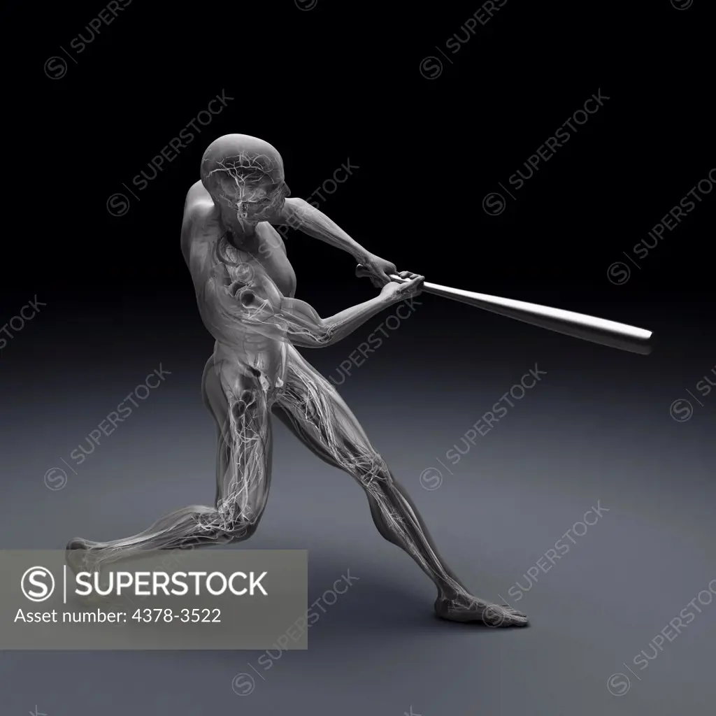 Male figure swinging a baseball bat. The internal anatomy is visible within the body.