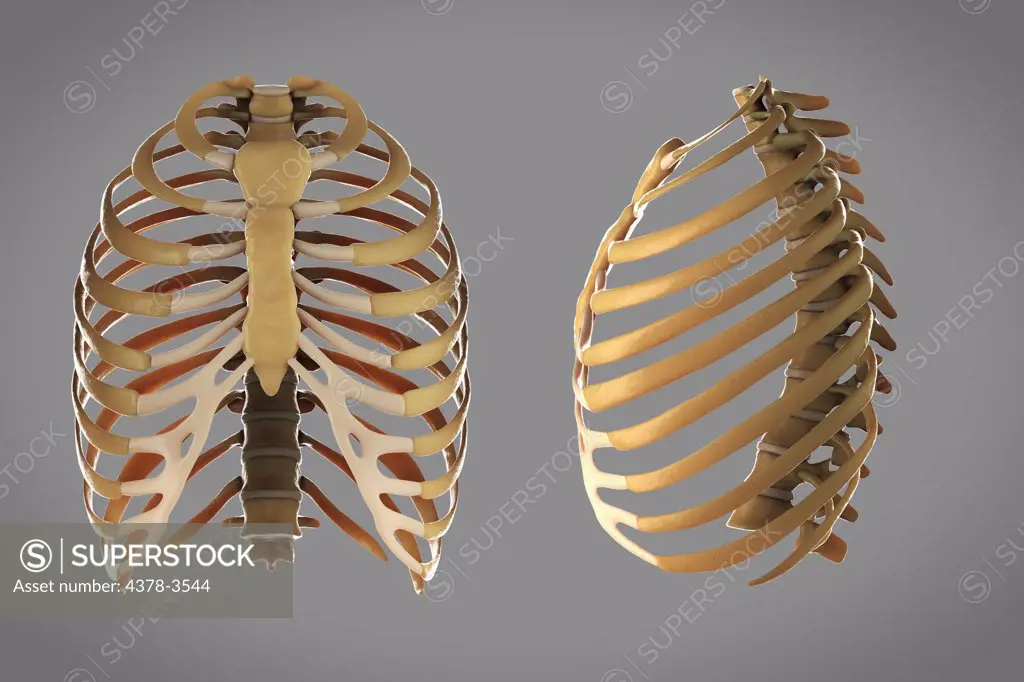 Front and side view of the skeletal structures of the thoracic cage or rib cage.