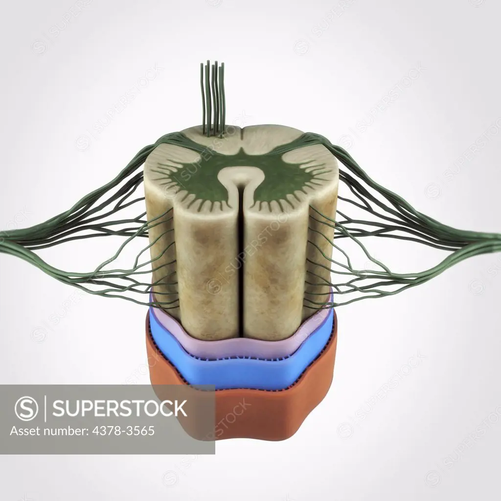 A section of the spinal cord isolated on the a white background. Note the connecting dorsal and ventral root filaments.